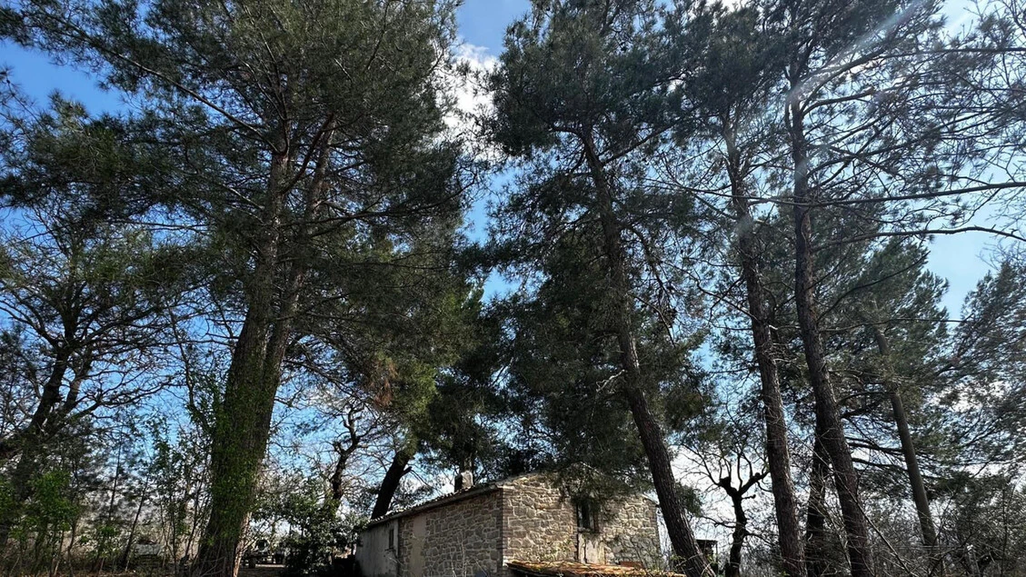 Famiglia nel bosco: Pillon, richiesta per costruire la nuova casa
