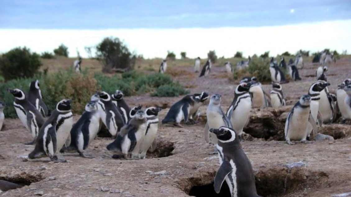 Inquinanti 'eterni' anche in Patagonia, trovati grazie ai pinguini
