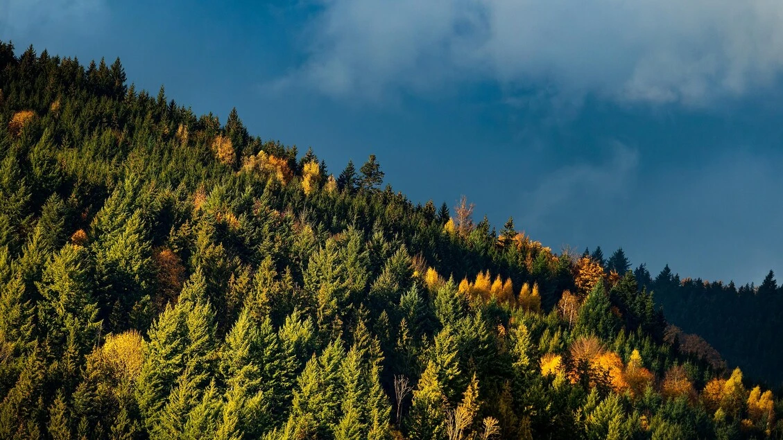 Il cambiamento climatico sta ridisegnando le foreste europee