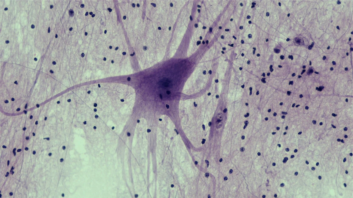 La regola per imparare e ricordare, il tempo è la chiave