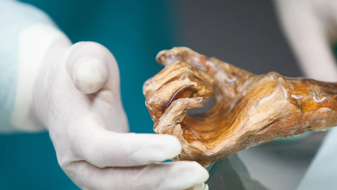 La mummia Ötzi svela il microbioma di 5mila anni fa