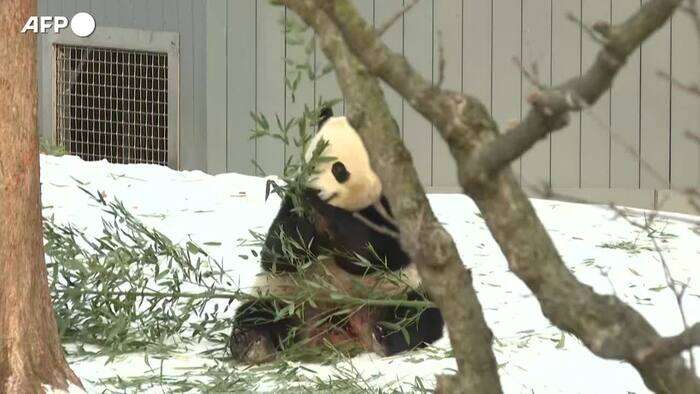 I panda giganti Bao Li e Qing Bao fanno il loro debutto allo zoo di Washington