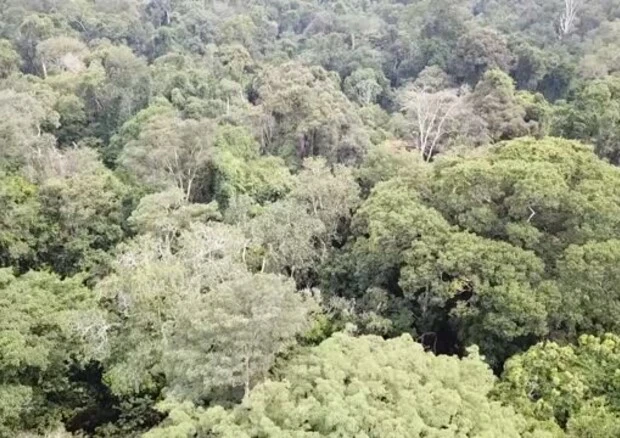 Un terzo dell'Amazzonia danneggiato da uomo e siccita'