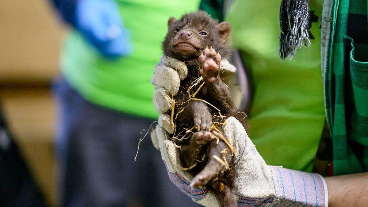 Niezwykłe wydarzenie w łódzkim zoo. Na świat przyszły trzy pakożery