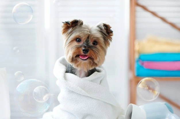 Banho seco para cachorro: saiba em que situações pode ser útil