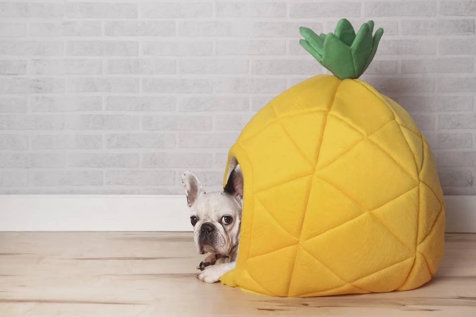 Decoração à prova de pets: saiba como escolher os móveis ideais