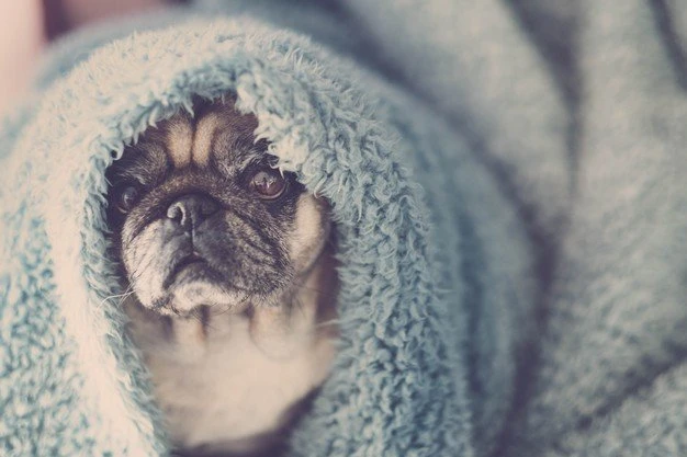 Clima frio: veja 10 dicas práticas para cuidar do seu pet no inverno