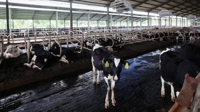 Pengembangan Peternakan Masa Depan RI Butuh Transformasi Menyeluruh