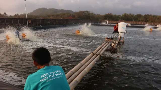 Startup eFishery Diduga Gelembungkan Pendapatan hingga Rp 9 Triliun , Ini Ceritanya