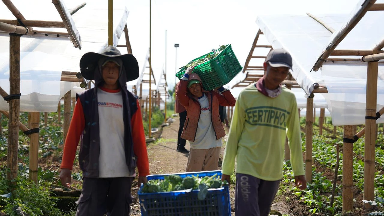 Petani di Cipanas Rasakan Dampak Nyata MBG: Penghasilan Naik, Uang Sekolah Terjamin
