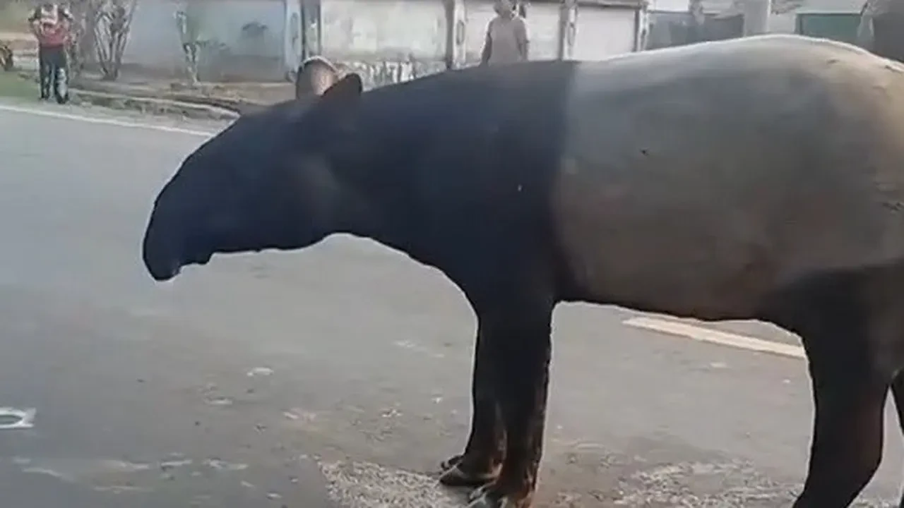 BKSDA Ungkap Alasan Tapir Muncul di Jalan Mesuji