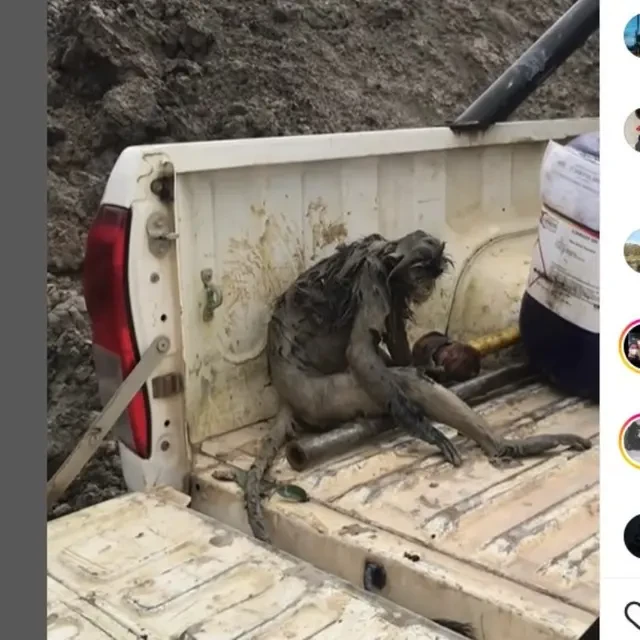 Nasib Miris Seekor Monyet Terpisah dari Kawanannya dan Terkulai Lemas di Area Tambang Kali...