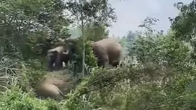 Gajah Liar Rusak 10 Hektare Lahan, Warga Lampung Timur Harapkan Kompensasi