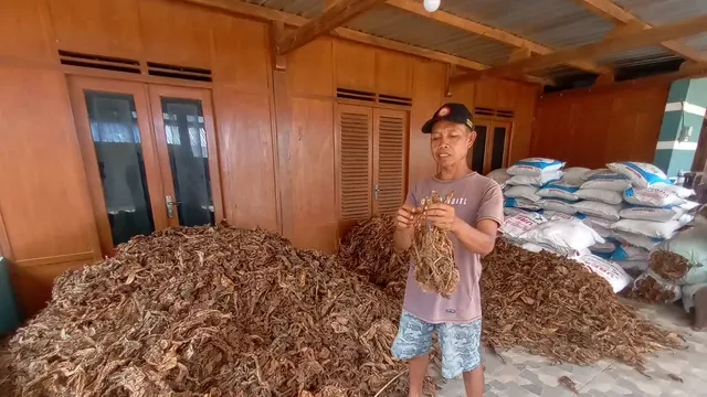 Dari Perbukitan Siluk Imogiri, Tembakau Kedu Sili Perkuat Identitas Ekonomi Bantul