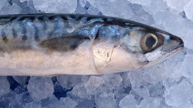 Manfaat Ikan Kembung untuk Ibu Hamil dari Nutrisinya, Dukung Tumbuh Kembang Janin