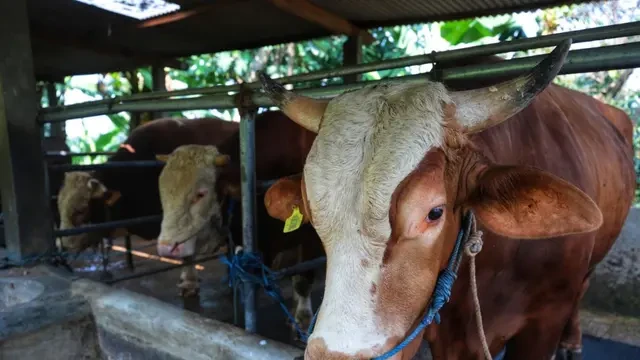 Cerita Si Bruno, Mito, dan Sanjaya Jadi Sapi Pilihan Presiden Prabowo dari Kota Bandung