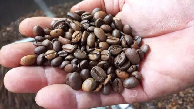 Indonesia jadi Negara Produsen Kopi Terbesar ke-4 Dunia