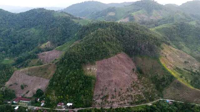 Tingkat Deforestasi di Indonesia Disorot Media Asing, Disebut Kian Mengkhawatirkan