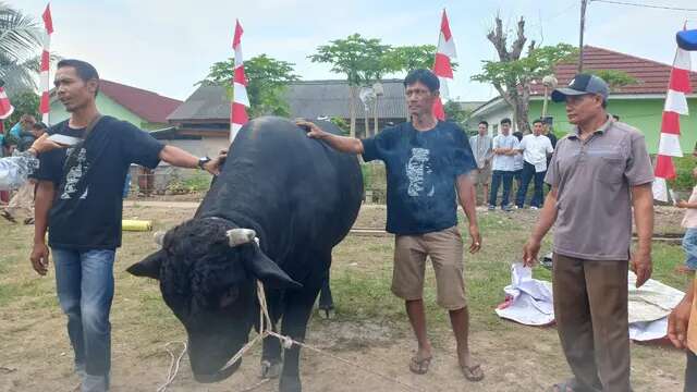 Si Bonbon Sapi Kurban Jokowi di Bandar Lampung Disembelih, Jadi Tontonan Warga