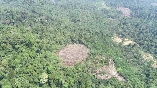 Laju Deforestasi Indonesia Terendah Sepanjang Sejarah, Ini Bukti