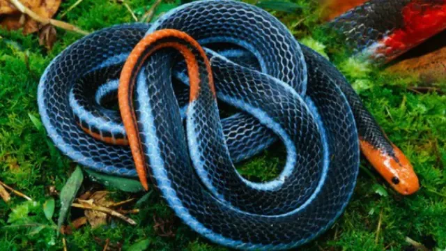 Seluk Beluk Ular Cabai Besar, Si Penghuni Hutan yang Cantik tapi Berbahaya
