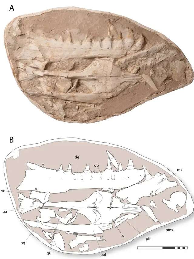 Makhluk Laut Raksasa Era Dinosaurus Ditemukan, Ukurannya Setara dengan Paus Orca