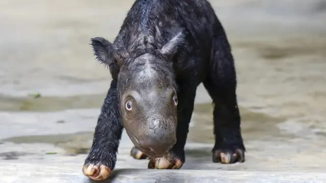 Selamat! Badak Sumatera Delilah Lahirkan Anak Pertama di Taman Nasional Way Kambas
