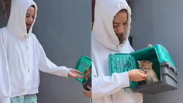 Putri Marino dan Chicco Jerikho Adopsi Kucing Jenis British Short Hair, Diberi Nama Slamet...