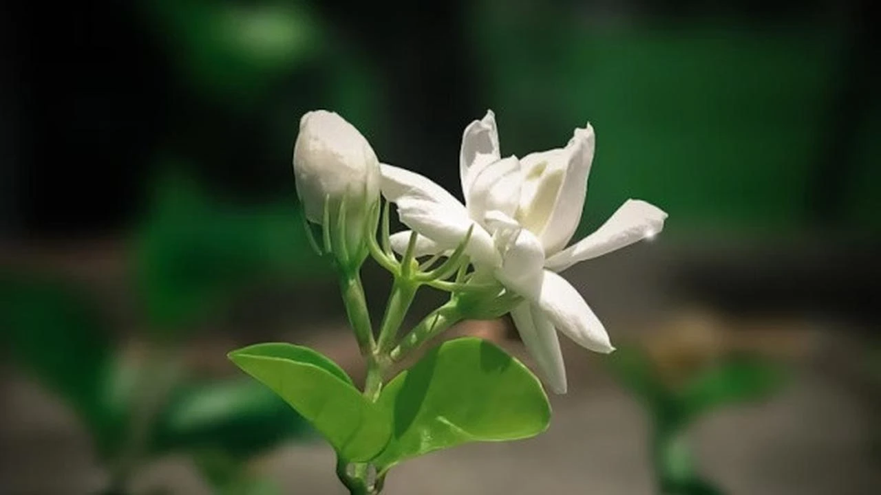 5 Tips Menanam Bunga Melati Harum Semerbak, Mudah Dilakukan