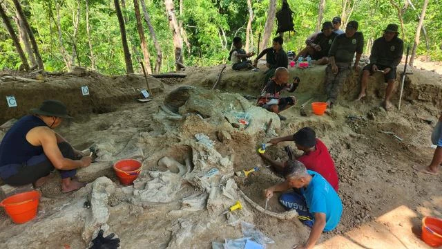 November 2025, Fosil Gajah Purba Terlengkap dari Nganjuk Diprediksi Akan Tiba di Bandung