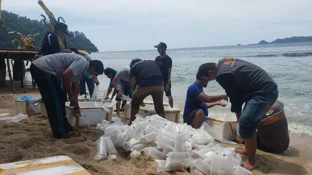 KKP Buru Pelaku Rumah Kemas Benih Lobster Ilegal, Sudah Kantongi 50 Titik di Indonesia