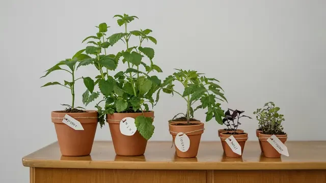 10 Sayur Tropis Tahan Panas Cocok untuk Pot Teras Terbuka, Bisa Panen Sendiri di Rumah