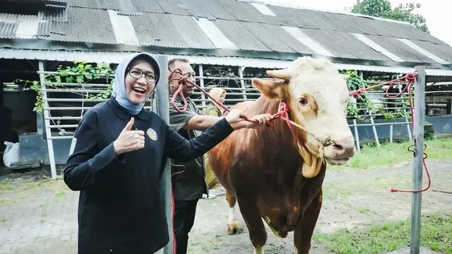 Sapi Lokal Lumajang Berbobot 900 Kg Terpilih Jadi Sapi Kurban Presiden Prabowo