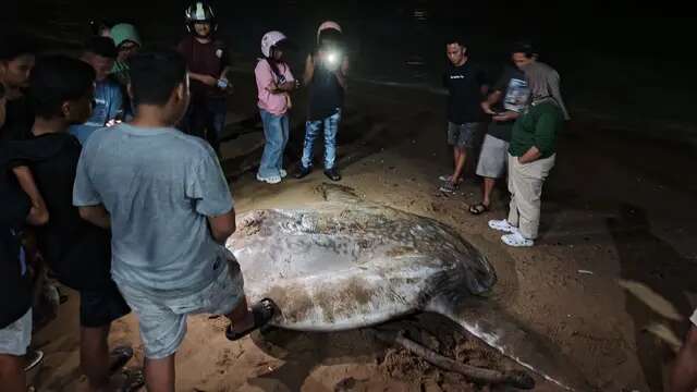 Fakta Unik Ikan Mola-Mola yang Tedampar di Pesisir Gorontalo