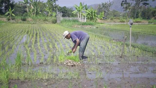 Petani Muda jadi Motor Penggerak Pertanian Berkelanjutan