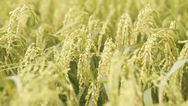 Mapag Sri, Simfoni Sakral Petani Subang Menyambut Kehadiran Dewi Padi
