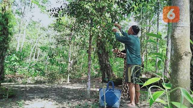 Cara Merebus Daun Gaharu untuk Obat Kanker dan Darah Tinggi, Punya Kandungan Alkaloid seba...