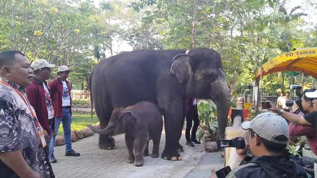 Rocky Balboa Gajah Imut Penghuni Baru KBS Mulai Sapa Pengunjung, Aktif dan Menggemaskan