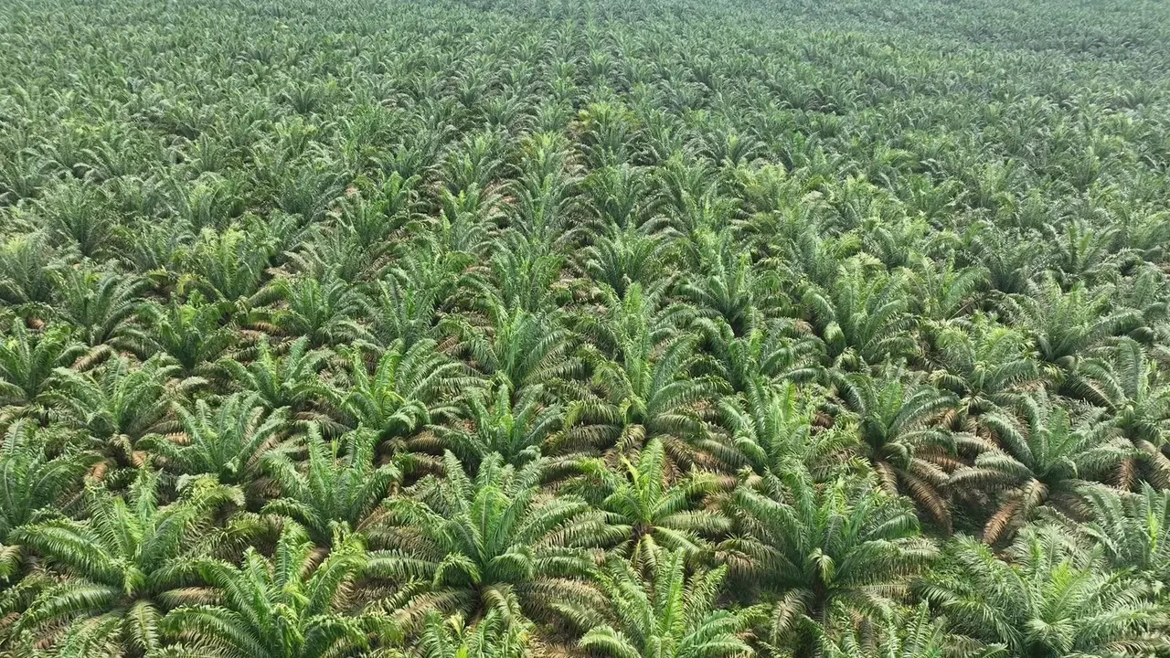 Petani Sumut Dihantui Pencurian Sawit