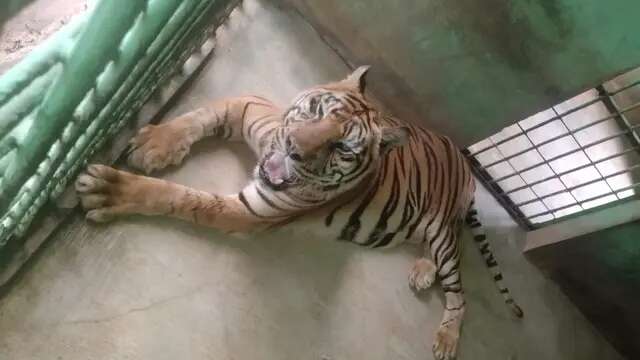 Harimau Sumatera Anggi di Medan Zoo Menjalani Hari-Hari Tua, Berjuang Melawan Usia