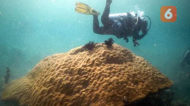 Peneliti Unmul Tetap Sarankan Transplantasi Terumbu Karang untuk Ekosistem Pesisir yang Ba...