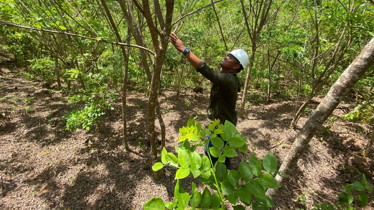 Industri Biomassa Gorontalo Bebas Deforestasi, Serap 1.500 Tenaga Kerja