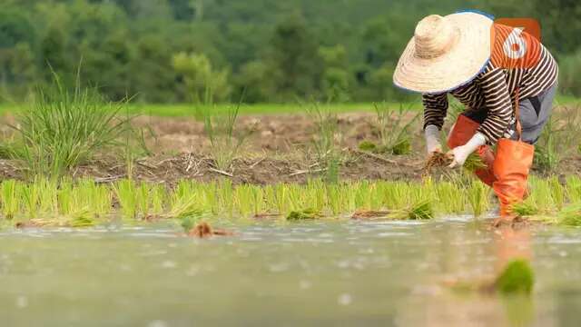 Asuransi Pertanian Perkuat Program Prabowo Buka 4 Juta Hektar Sawah