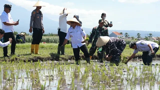 Jadi Salah Satu Lumbung Padi Nasional, Banyuwangi Gerakan Menanam Padi Serentak