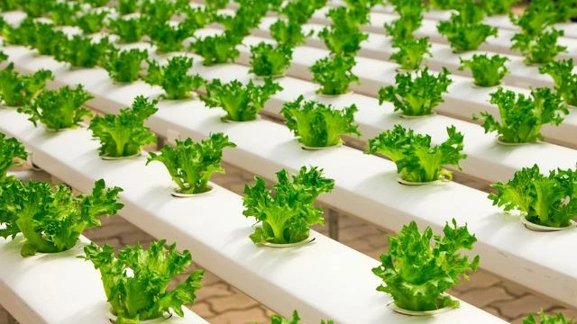15 Manfaat Daun Selada untuk Kesehatan, Jaga Jantung dan Kulit Tetap Kencang