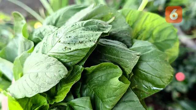 Bayam Disebut Makanan Super, Bantu Turunkan Tekanan Darah