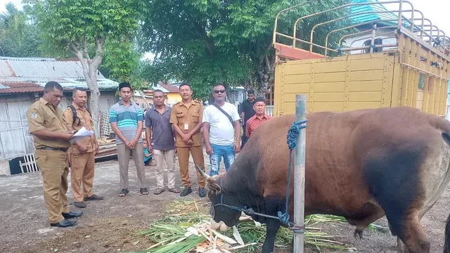 30 Sapi Kurban Prabowo untuk Umat Islam di NTT, Angus yang Terberat
