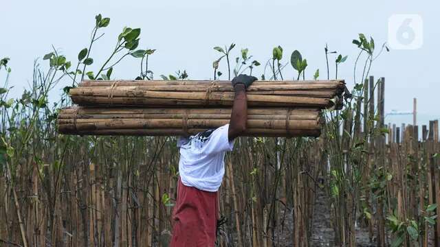 80 Petugas Pencatatan Stok Karbon Mangrove Jalani Pelatihan di Yogyakarta