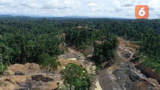 Digerus Tambang Ilegal, Sekolah Hutan untuk Orang Utan di Berau Terancam