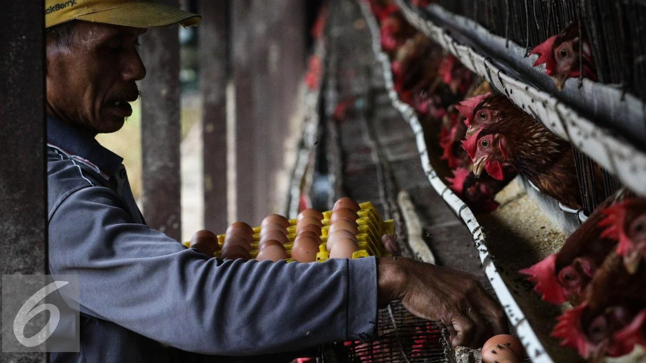 Jurus Mendag Stabilkan Harga Telur